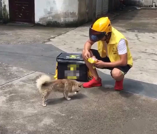 外卖小哥萨摩视频,外卖小哥和萨摩