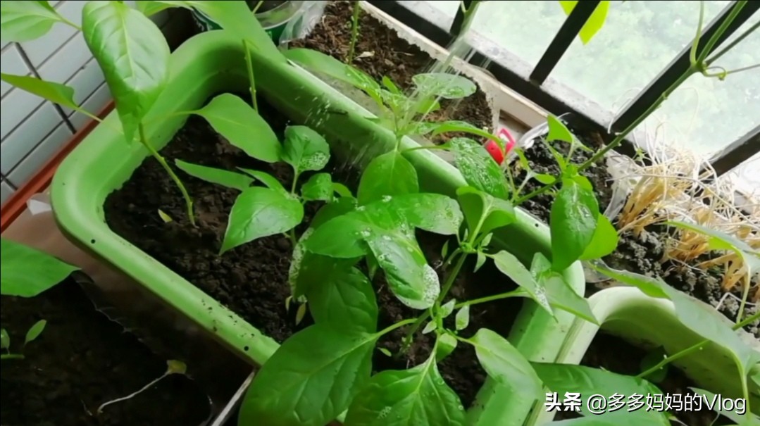 辣椒苗西红柿苗上的蚜虫用什么治,盆栽辣椒长蚜虫怎么办