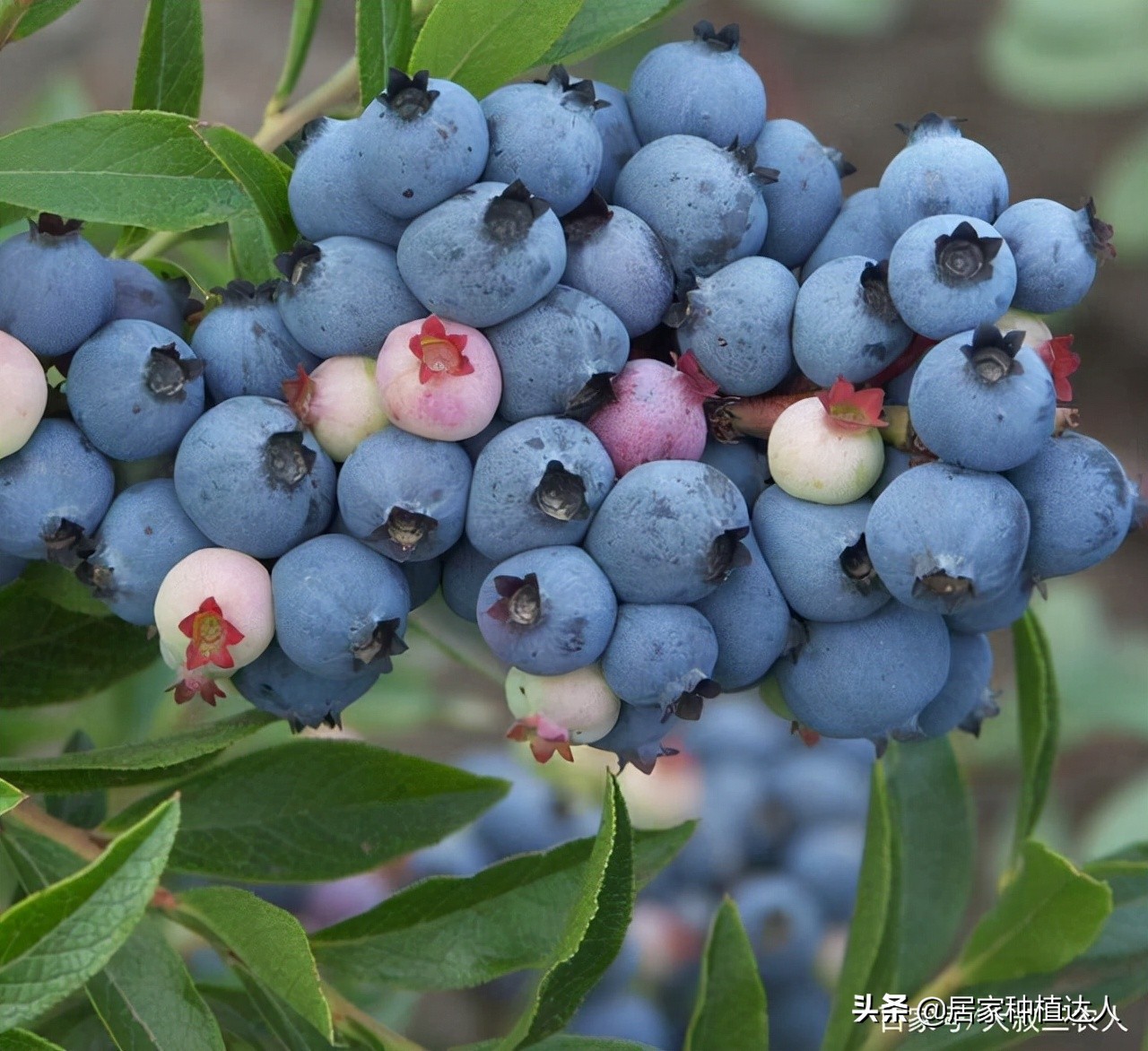 蓝莓怎么种结的果子会大一点,蓝莓阳台种植方法和注意事项