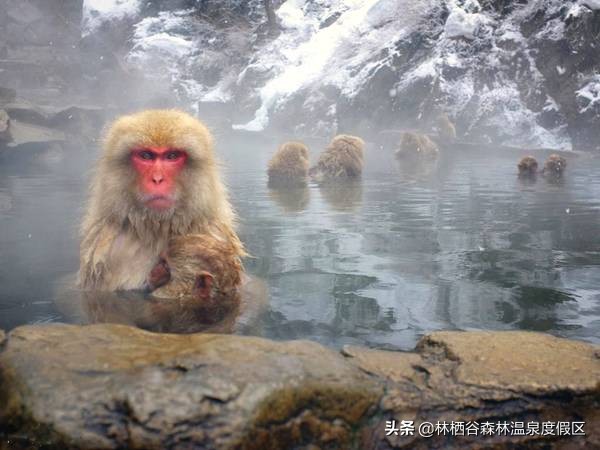 日本富士山猴子泡温泉,日本雪猴公园