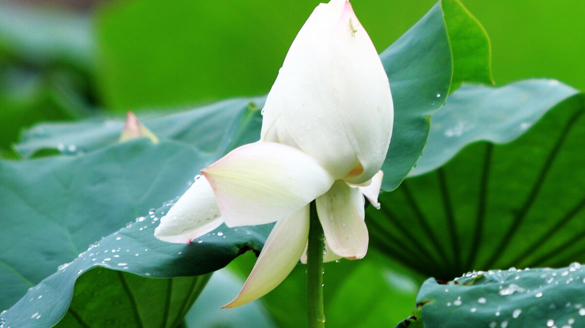 收藏100首夏日诗词带你清凉一夏,风过荷花香满院的诗句