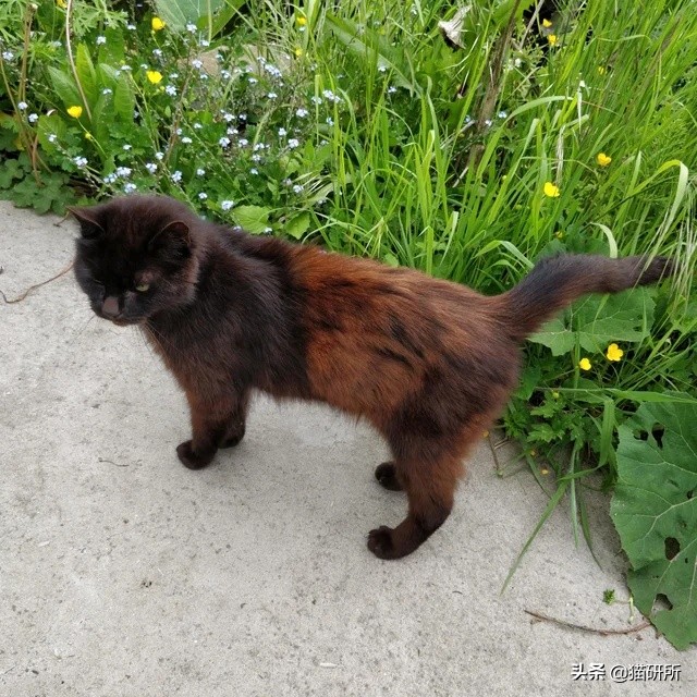 养猫问题解答视频教程,养猫问题解答