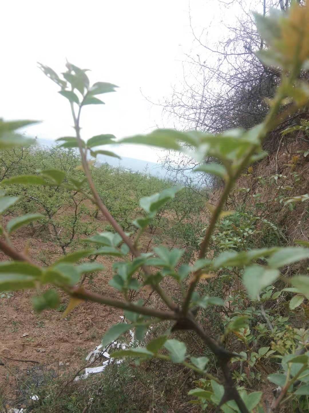 花椒助农的方法和措施是什么,椒农谈花椒