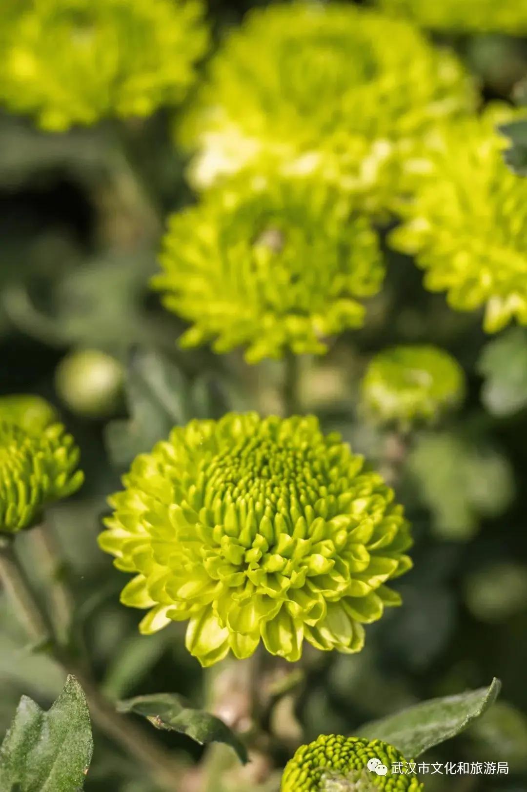 鏉ユ睙婊╄祻鑿婅姳,鑿婅姳鐑傛极