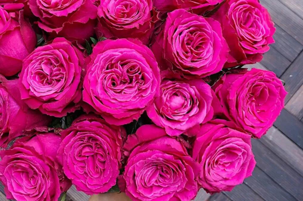 花店常用玫瑰花品种大全,一篇文章带你认识三亚40种花