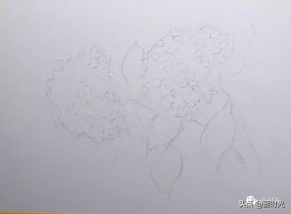 水彩绣球花教程,水彩画绣球花教学