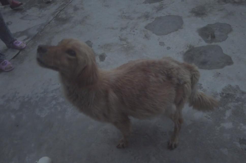 四川救狗狗后续,四川洪水狗狗救自己孩子后续