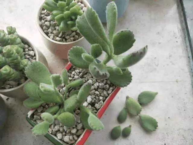 多肉熊童子叶子掉了怎么办,多肉熊童子叶片怎么清理