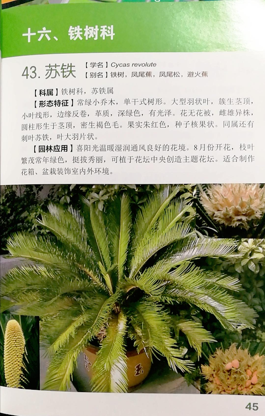 科普恐龙的食物有哪些,恐龙食物怎么获得