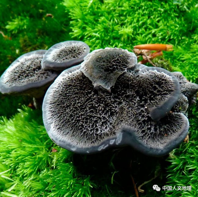 摄影彩色蘑菇,摄影师拍摄迷你蘑菇