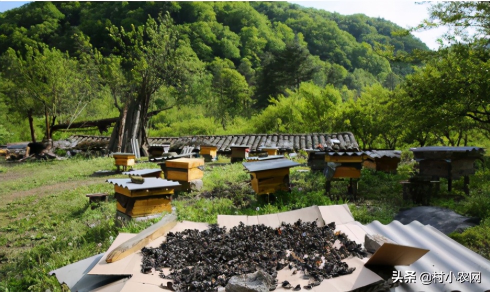 农村创业2021年种植什么前景最好,适合农村的创业好项目养殖