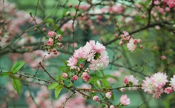 安徽春天去哪看花,安徽春天赏花攻略景点推荐