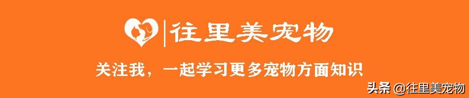 宠物狗意外去世怎么安慰,宠物狗急救方法