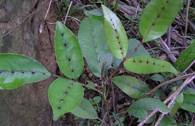 可治毒蛇咬伤的中药是,中医治毒蛇咬伤的书