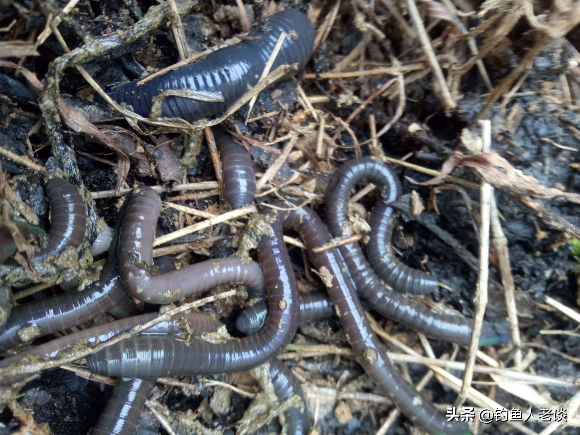 食人白鲳观赏鱼,食人鱼淡水白鲳