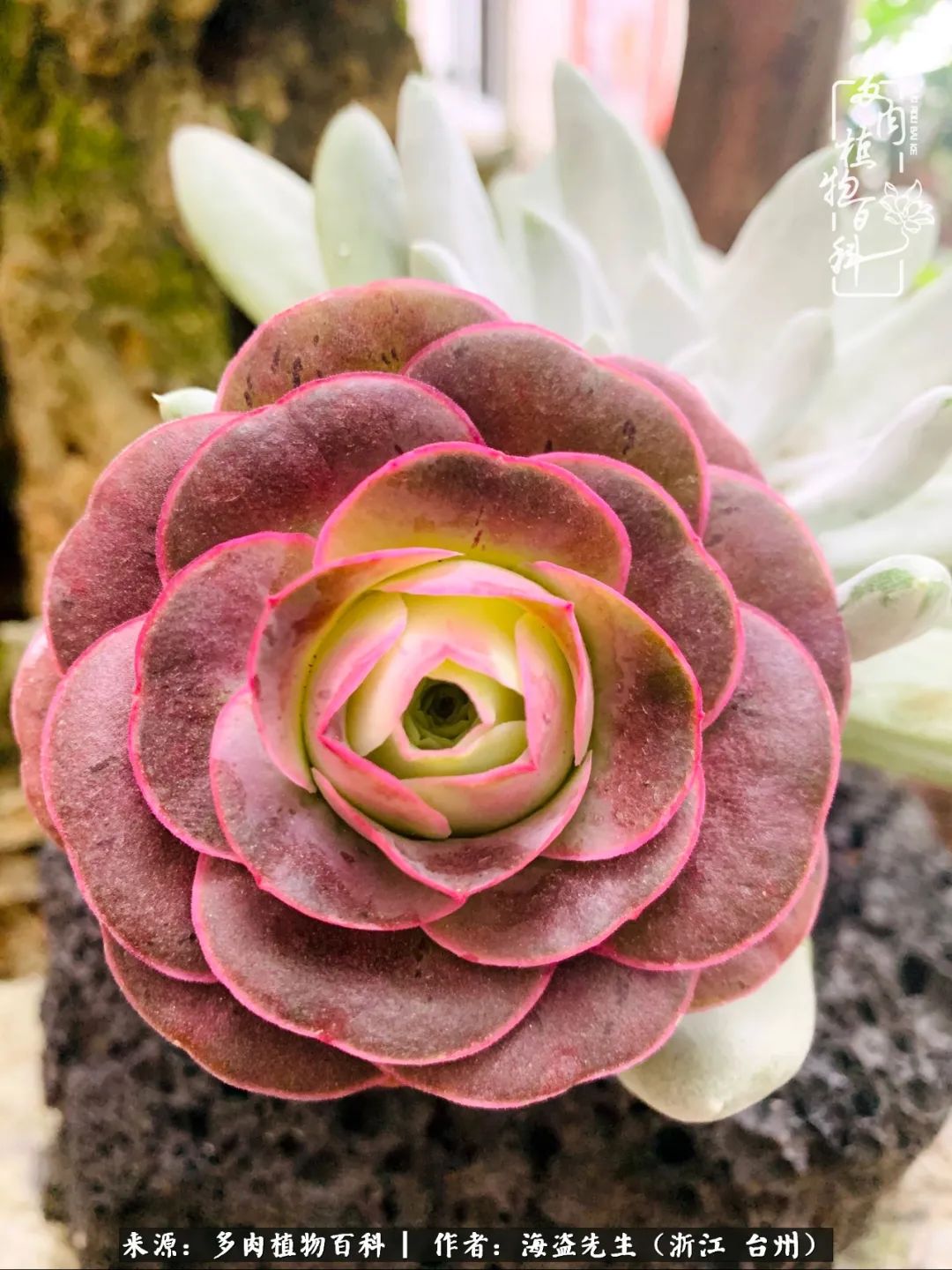 山地玫瑰养护顺口溜,山地玫瑰的养护种植注意事项视频