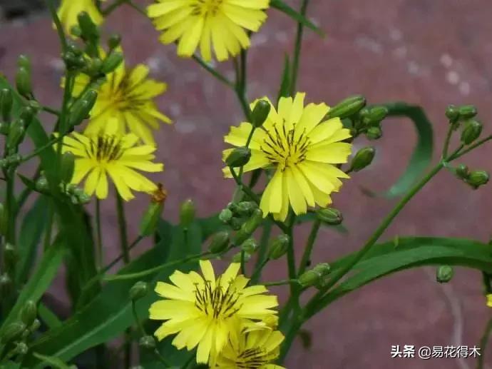 小满至，苦菜长，农家野菜名天香