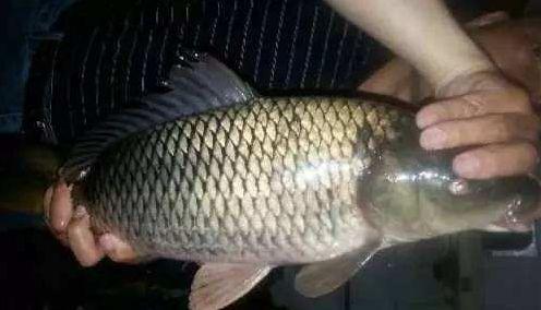 夜钓的正确玩法和技巧,夜钓注意事项和技巧