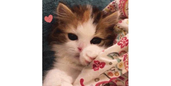 小猫咪托运怎样才最安全,如何托运小猫咪