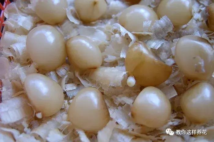 君子兰开花后变成三个头了咋养,君子兰怎样才能结子