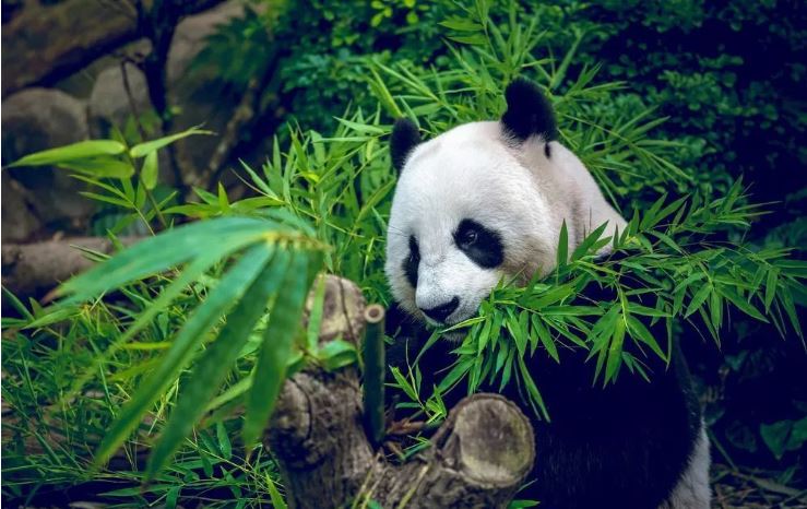 中国门票最贵的十大景区,中国最亏钱景点