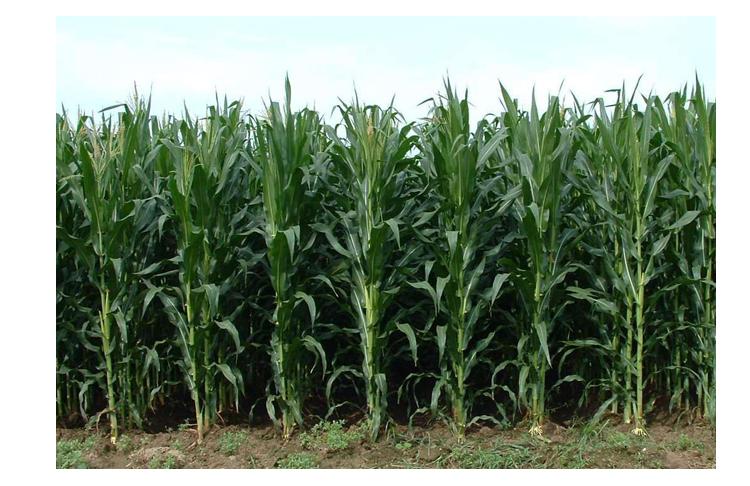 农村老人言，玉米打了头，力气大似牛是什么意思？