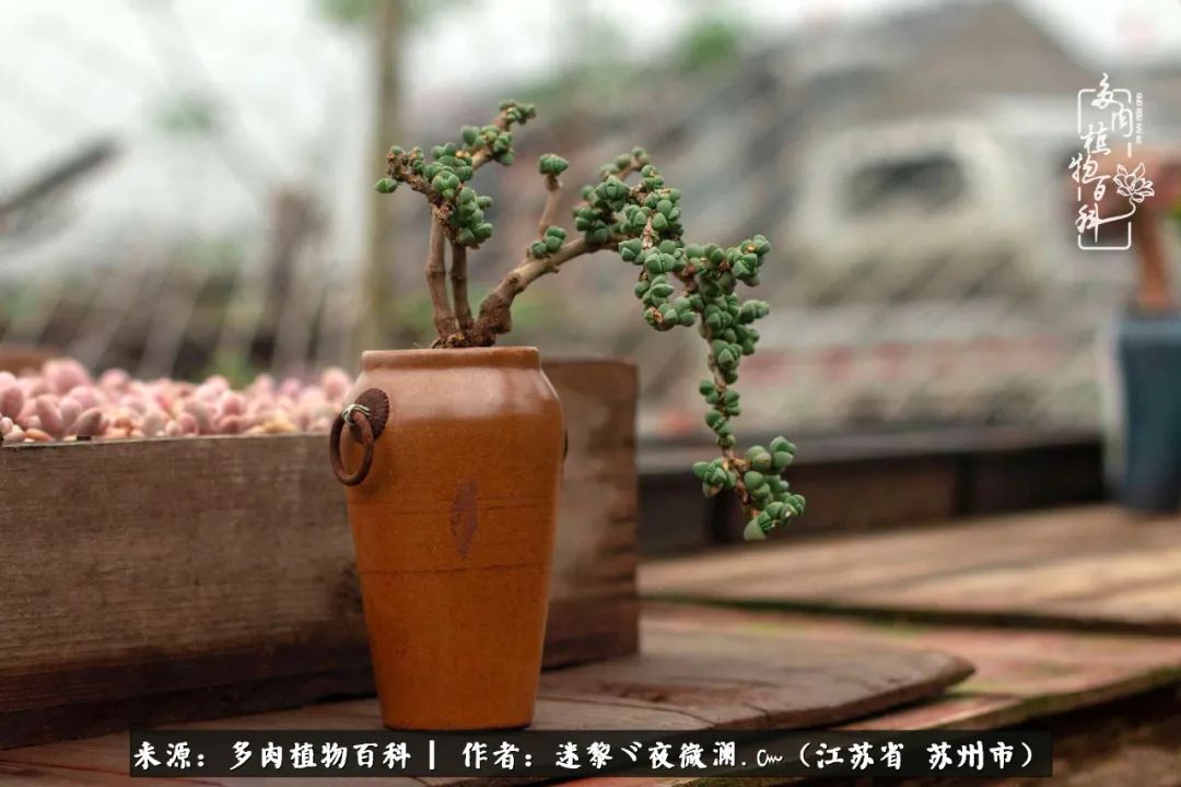 围观多肉版武林大会，一起穿越吧,下