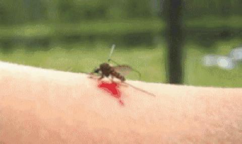 蚊子灭蚊神曲,驱蚊神曲2首