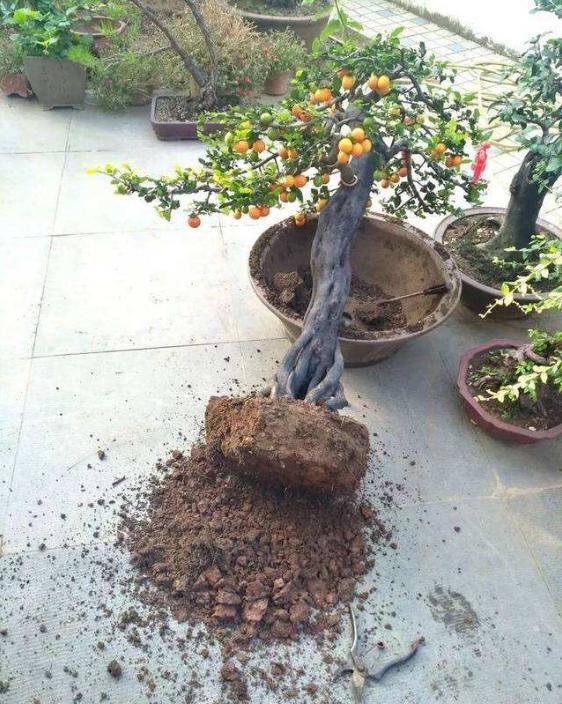 金弹子怎么养护才能开花结果,金弹子开花挂果注意事项