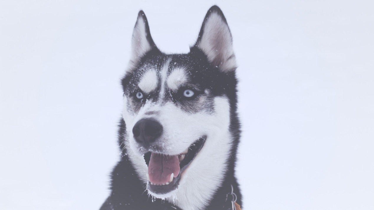 这些有趣的小宠物肯定会让你发笑,那些宠物的爆笑瞬间