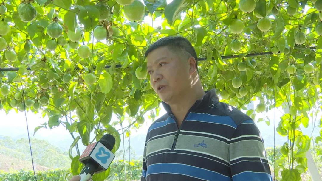 致富有道︱小小黄金百香果，托起乡村“致富梦”