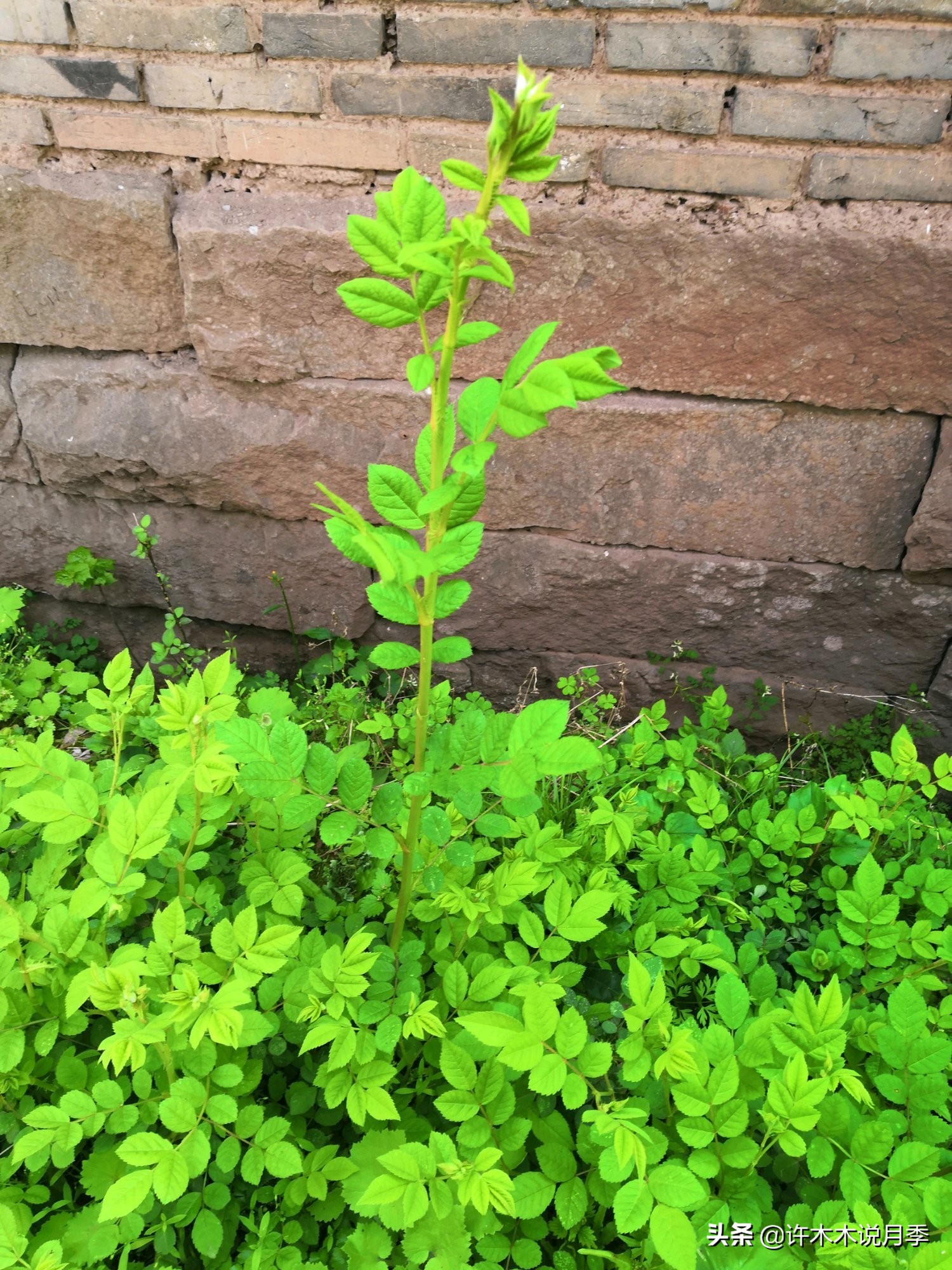 买月季还被骗？教你远离月季网购陷阱，辨别真伪拒绝蔷薇小白花