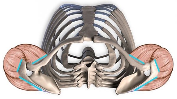 增肌训练指的是,增肌力量的基本知识