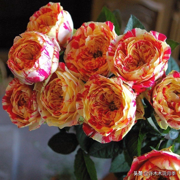 月季修剪后黑杆怎么处理,月季黑杆最好的治疗方法