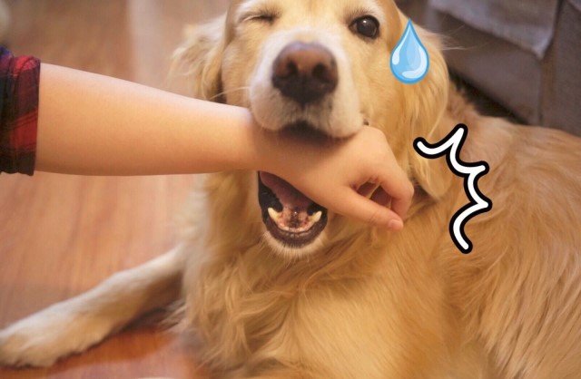 被猫狗咬伤一定要打疫苗吗,被猫狗咬伤几小时内接种狂犬疫苗