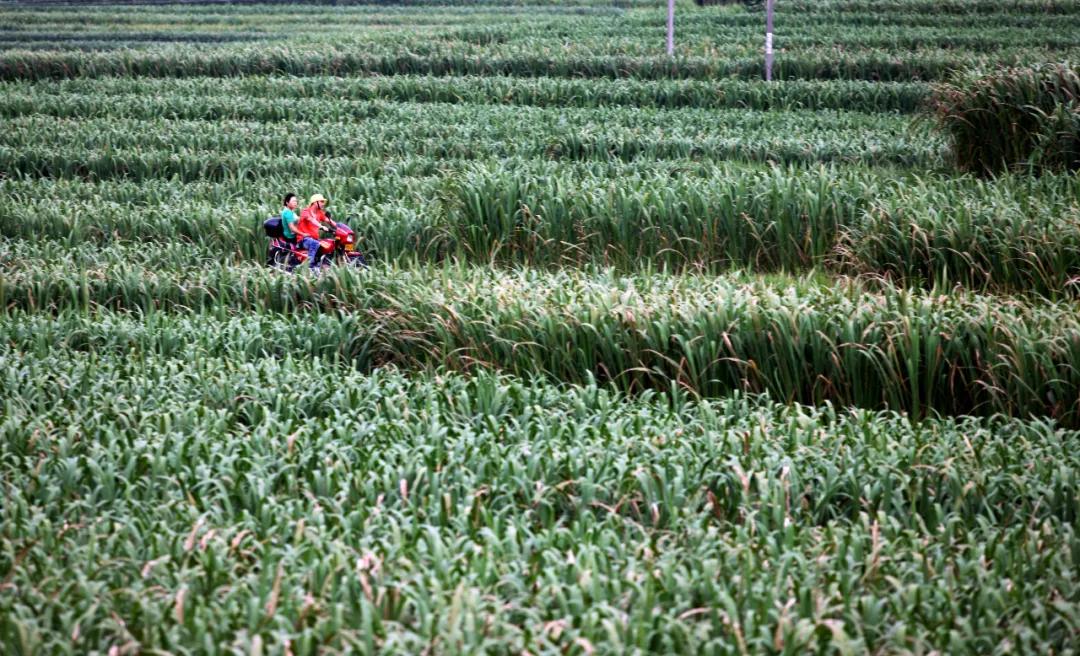 大洋生态旅游区,大洋山生态旅游景区