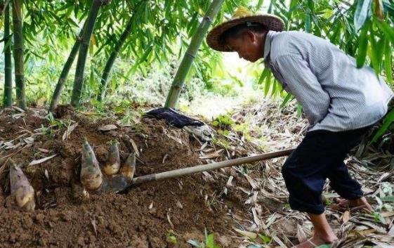 毛竹害虫,竹笋防治病虫害
