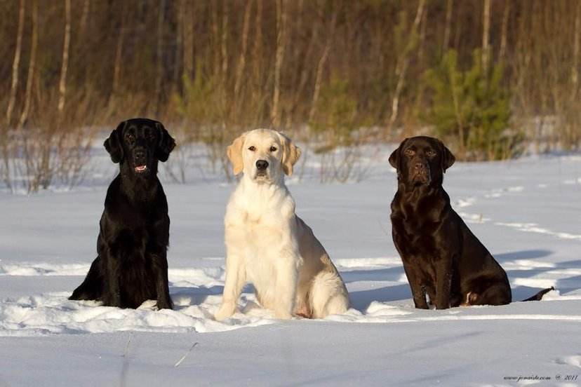 巧克力色纯种拉布拉多犬,拉布拉多犬颜色有白中带黄的吗
