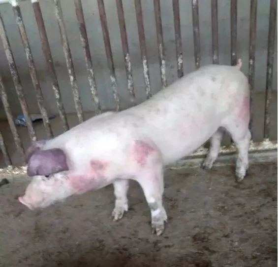 快看!非洲猪瘟终于找到有效的预防方案了,大户都是这样做的