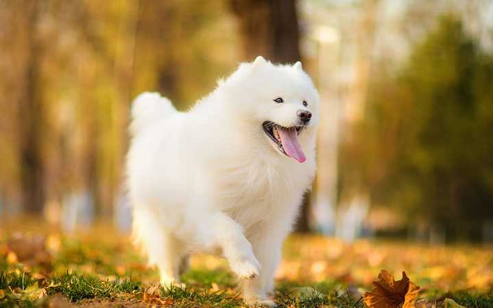 最聪明的十大狗狗品种介绍,史上最全的狗狗品种记得收藏