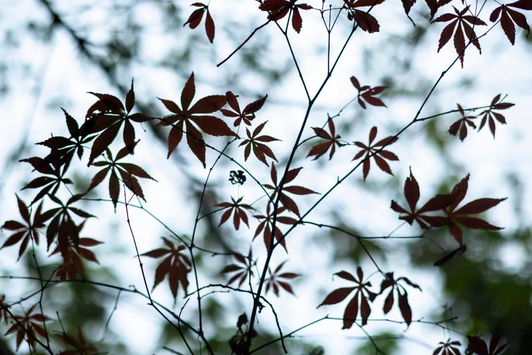 铭匠apsc0.95,铭匠50mmf1.2对比星曜