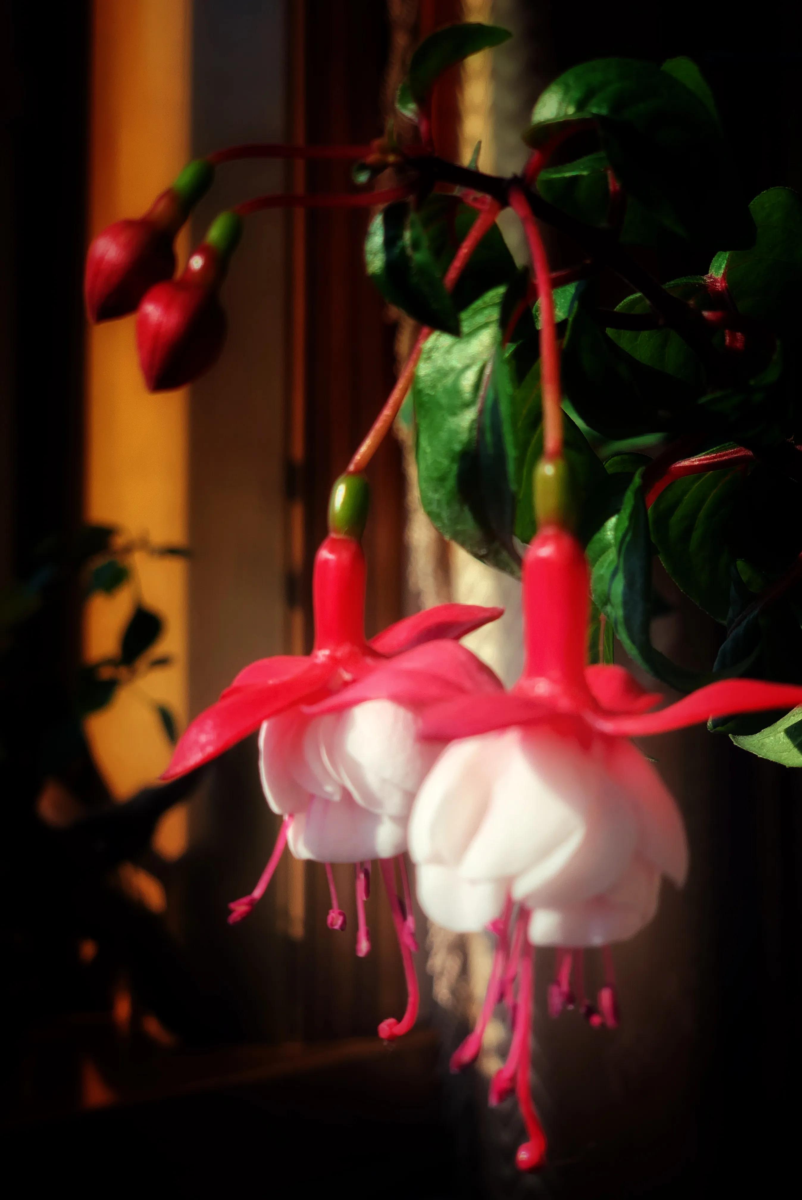 冬日里的鲜花依然盛开,冬日里盛开的第一朵鲜花