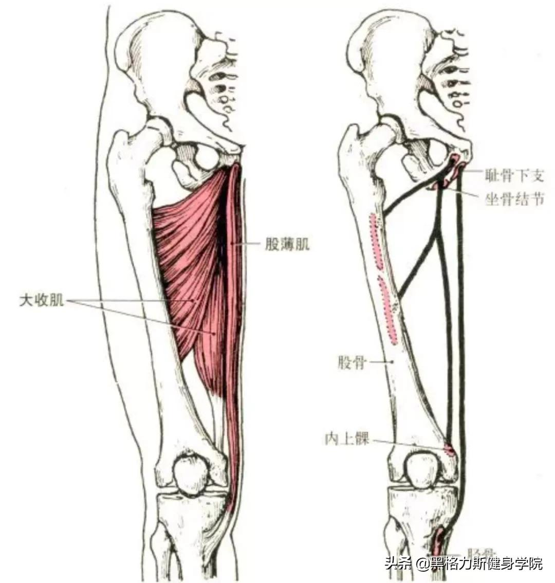 健身腿部解剖动作讲解,健身训练及肌肉解剖图谱大全