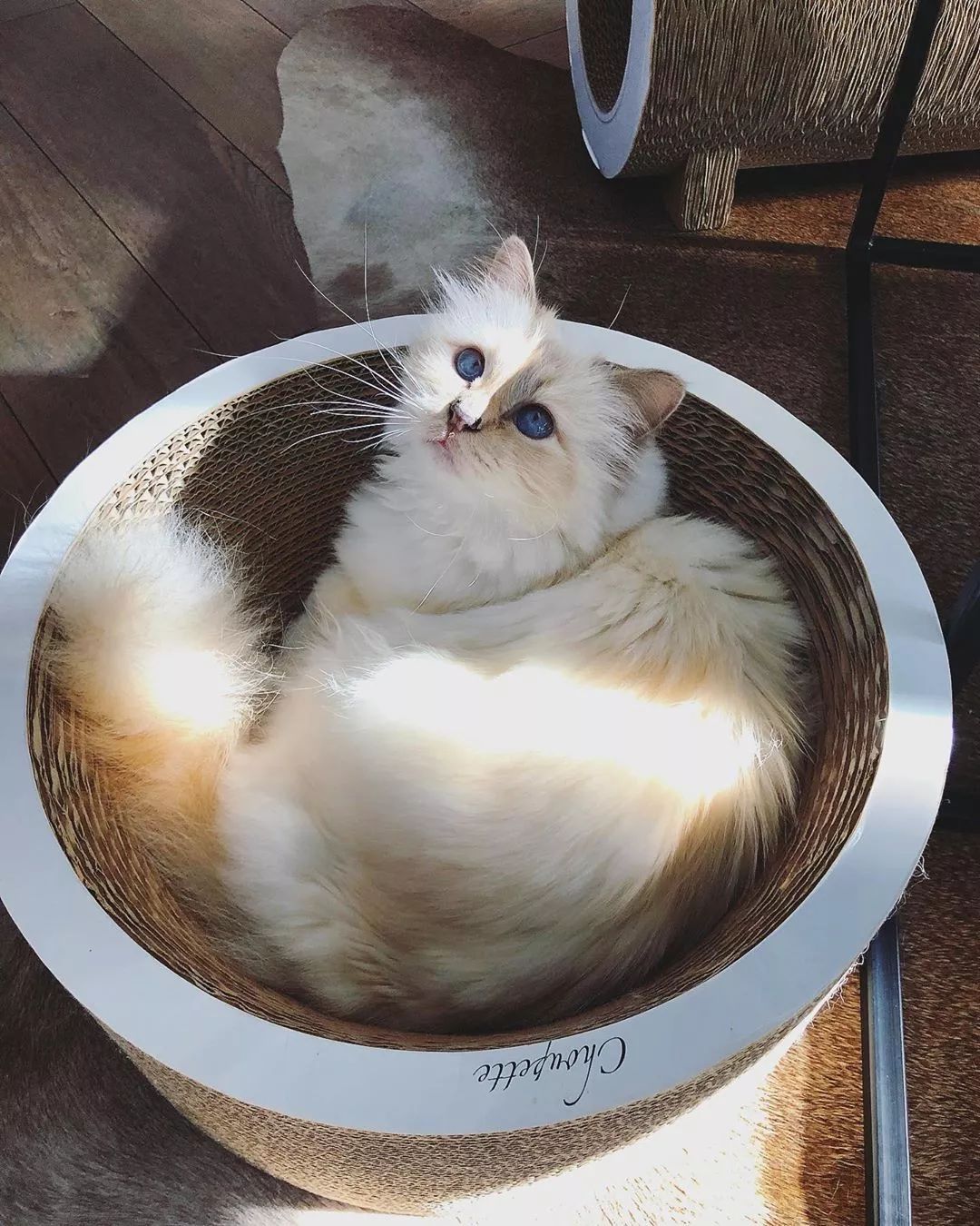 21亿遗产的猫现在怎么样了,失踪多年的猫终于回来了