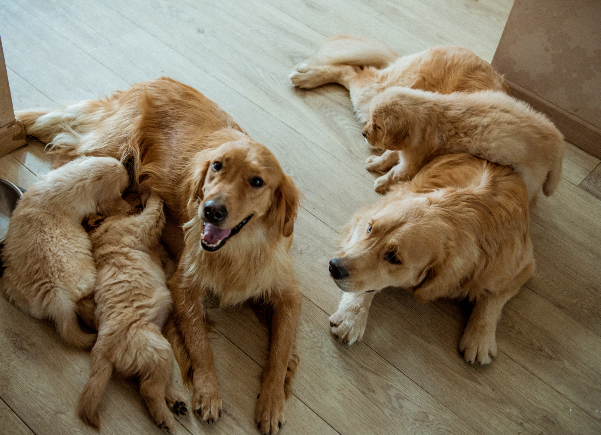 为什么狗会亲近女生,为什么狗也会交朋友