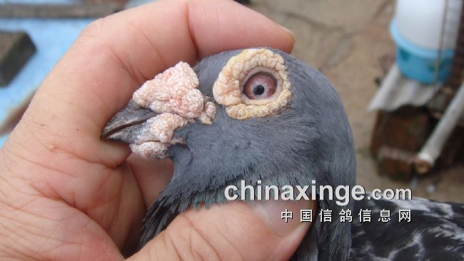 上海七旬老将的光耀：超远程结硕果公棚斩佳绩