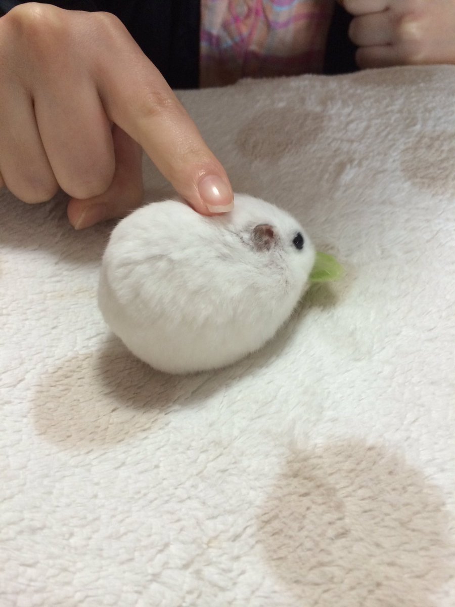 新手养金丝熊仓鼠必备知识,新手怎么养布丁和三线仓鼠