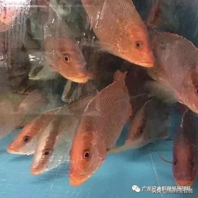 这5种淡水鱼值得多吃,中国最好吃的鱼类排行榜