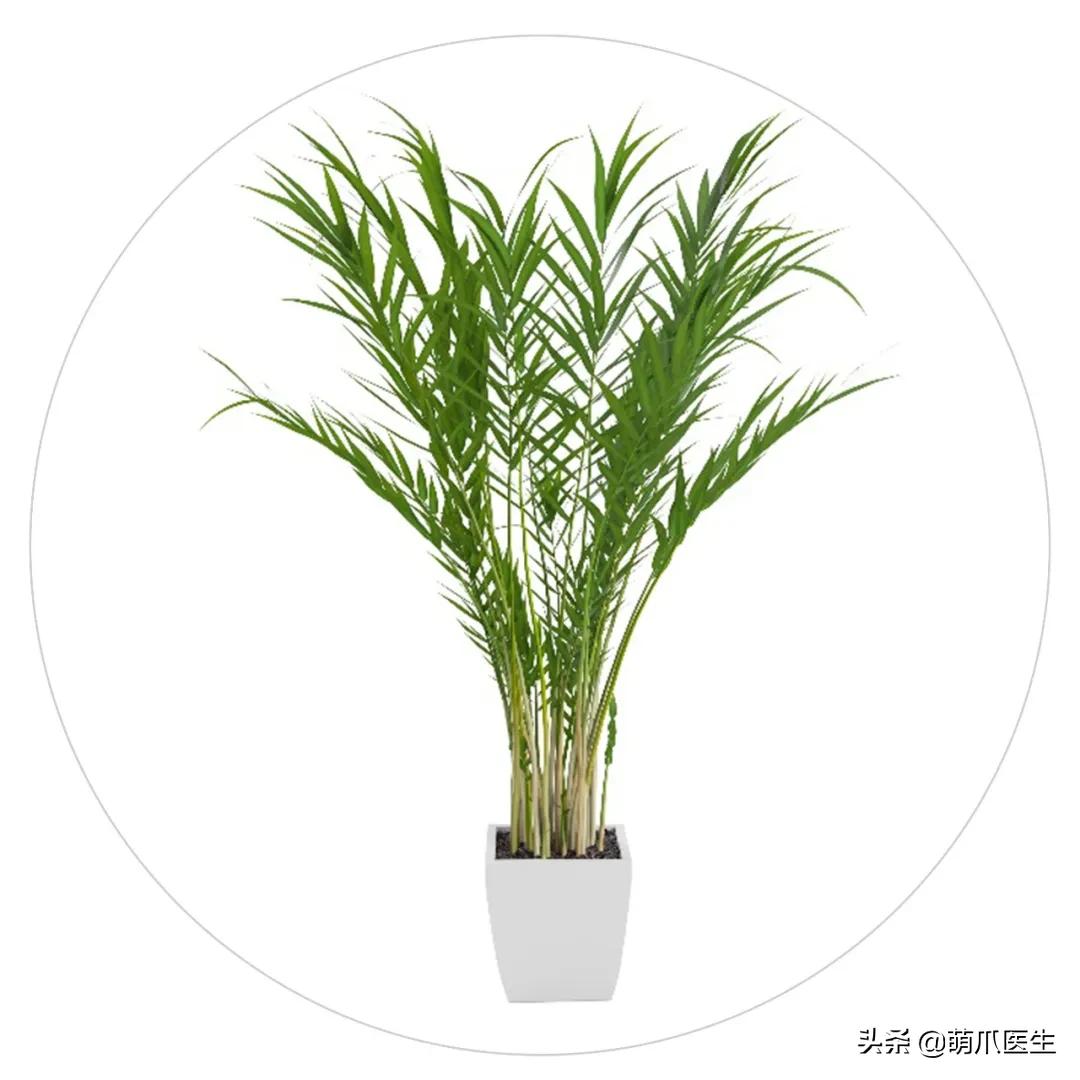 养了猫还适合养鹦鹉吗,养了猫还能养松鼠吗