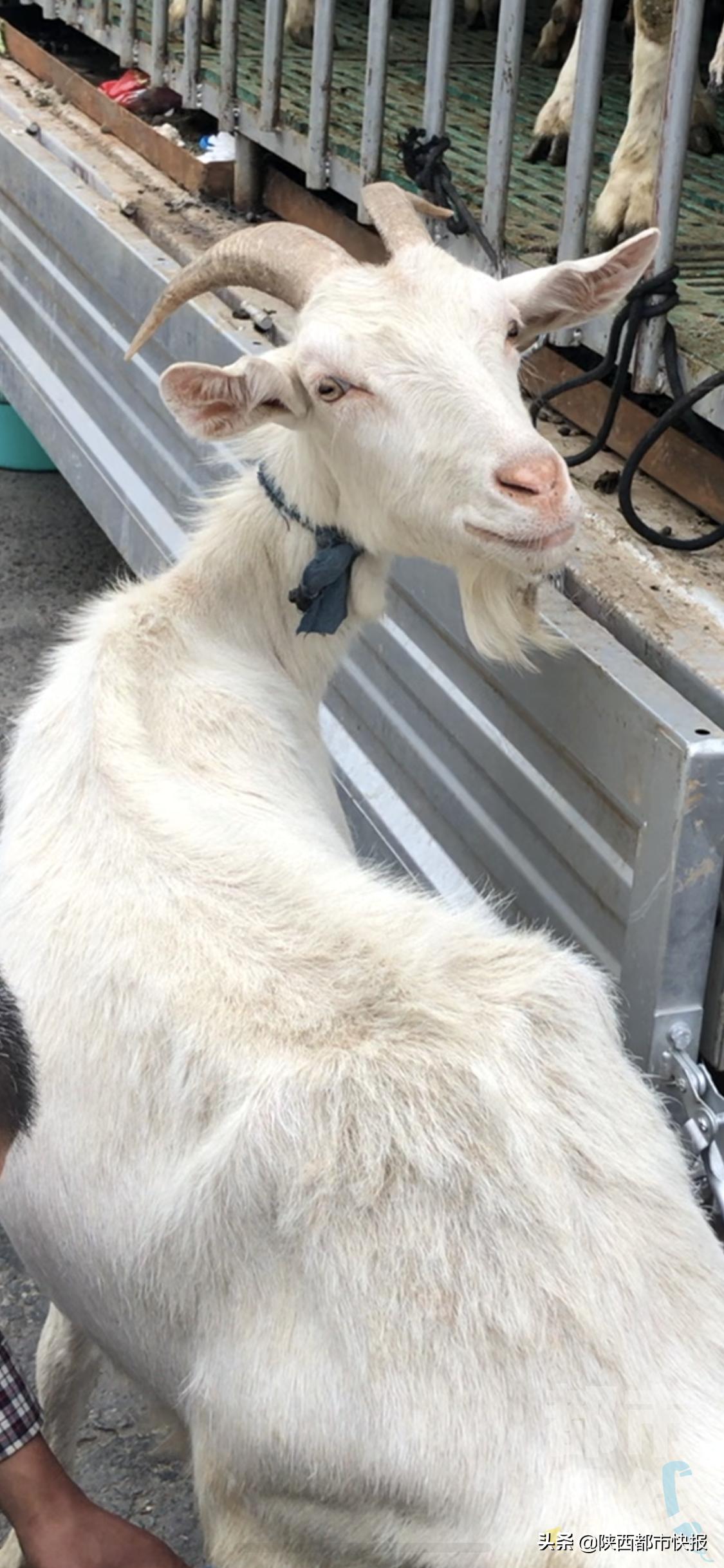 奶羊现挤现卖西安,西安街头卖现挤羊奶